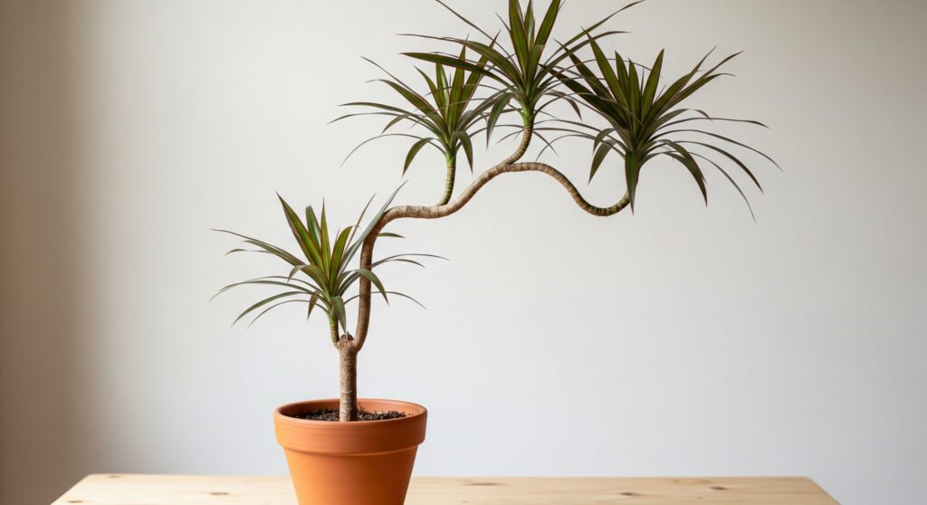 観葉植物の細い茎が特徴の種類